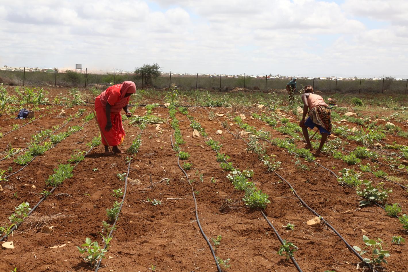 A photo of beneficiaries of Saameynta Pilot irrigation Project plough their farms at Barwaqo settlement in Baidoa, Southwest State of Somalia, on 28th October 2024.